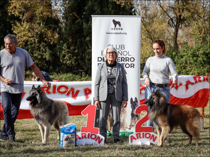 Mejor machos tervuerens. 